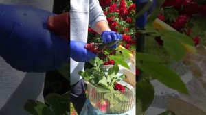 Черенкование розы Фламентанц в ПЕРЛИТЕ 🌹