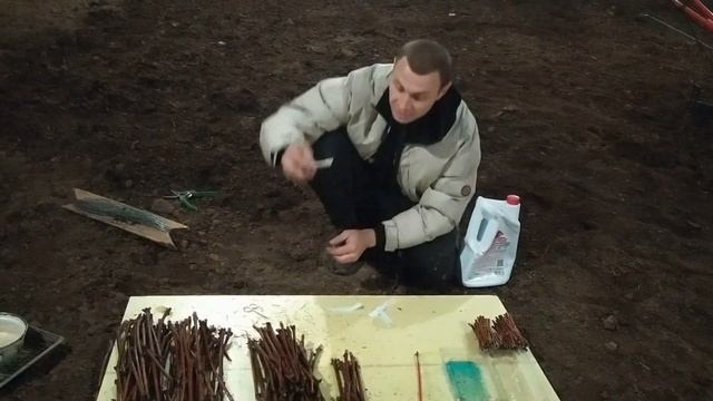 Проращивание черенков винограда, инжира и Голубики. И смотреть онлайн