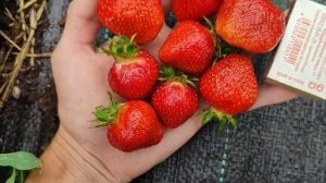 Обзор раннего сорта клубники Клери