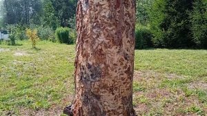 Причины Из-за чего засохли деревья на даче#сосна  #дача