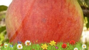 Яблоня обыкновенная Бессемянка Мичуринская 🌿 Посадк