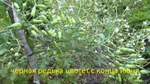 Выращиваем свои семена МОРКОВИ, ЧЁРНОЙ РЕДЬКИ