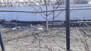 Раскрытие винограда весной / Подвязка к шпалере вееро?