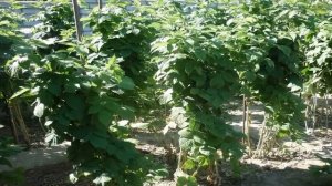 КАК правильно ОБРЕЗАТЬ МАЛИНУ ВЕСНОЙ ЛЕТОМ И ОСЕНЬЮ