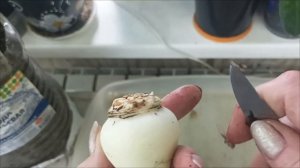 🧅 Чистка, наращивание корней у Гиппеаструма. Поставк?