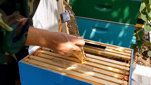 готов ли мёд? прополис и танец пчелы разведчицы смотреть онлайн