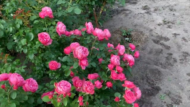 Роза Леонардо да Винчи смотреть онлайн