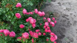 Роза Леонардо да Винчи