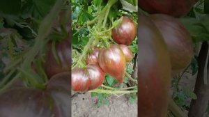 Томат Мятежный звездный истребитель