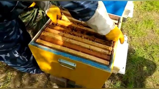 Помогаем Ученикам #пчеловодство#пасека#пчёлы#изоляци? смотреть онлайн