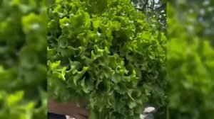 Наш обычный день на Кубани Петровчанка Лера поехали в