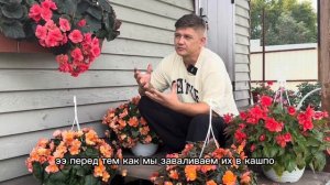 Каскадная бегония, Соления и Икония