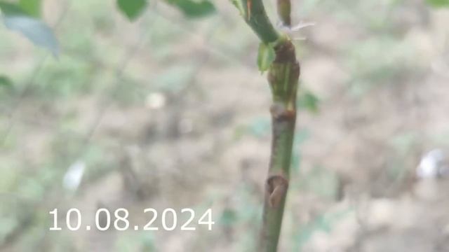 Прививка Розы на Шиповник Летом июнь