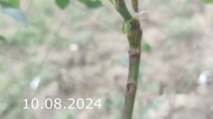 Прививка Розы на Шиповник Летом июнь