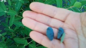 Жимолость -моя новая любовь.Сорт ИНДИГО ДЖЕМ.