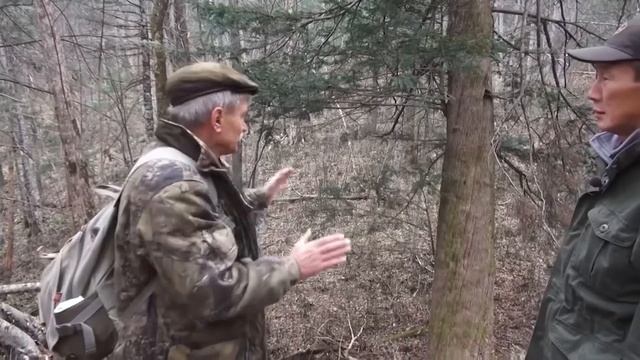 Тис остроконечный