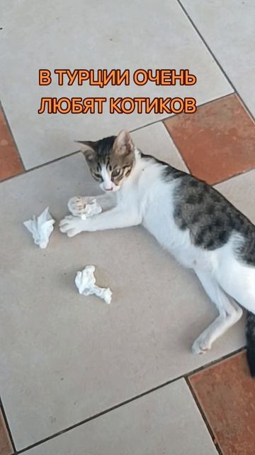 котик