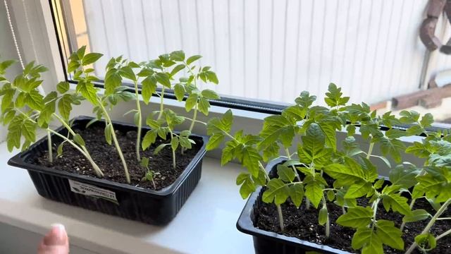 Влог🌿Обман через авито🌿Весенние работы на участке ? смотреть онлайн