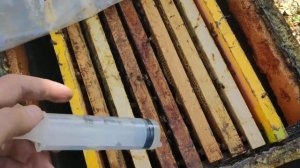 Обработка пчел от клеща органикой, бисанар.