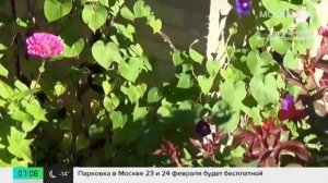 В России запретили выращивать вьюнок, за это можно пол