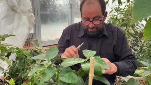 Обрезаем цитрусовые -лимоны, апельсины в теплице и дом