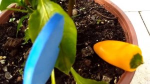 Мини перец сладкий на подоконнике.