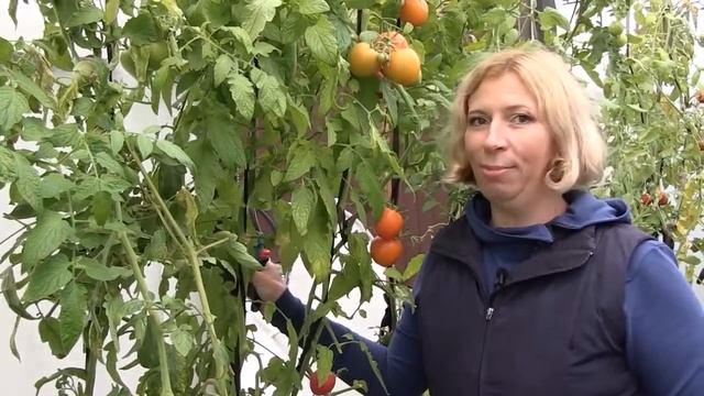 Собираем урожай Томатов от фирмы "Партнёр" смотреть онлайн