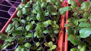 ПОДКОРМКА органик микс. РАССАДА АСТРЫ РЕЗУЛЬТАТ удобр