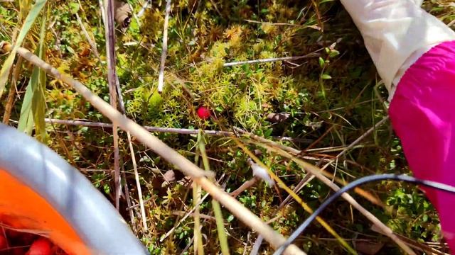 Грибы растут на болоте вместе с клюквой#тихаяохота#гр?