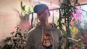 Жасмин полиантум. Уход.