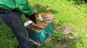 Как узнать есть пчелина матка в улье. Не нашёл матку пч