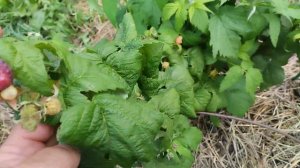 малина Хебан(черная Полька)18.08.2023