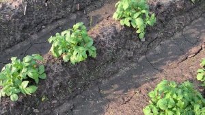 Первая обработка ежами и второе окучивание картофеля