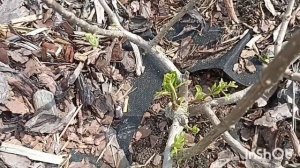 21 июня. Первые красные томаты Карамелька🍅🍅🍅