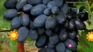 Виноград плодовый кодрянка. Краткий обзор, описание х?
