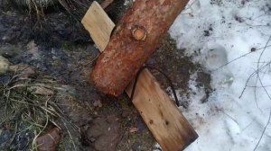 Выпрямить яблоню.