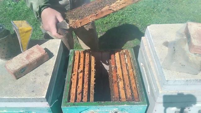 Правильное расширение пчёл весной.