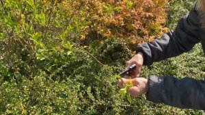 Как обрезать форзицию после цветения | Формировка кус?