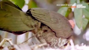 Дикие птицы Австралии - подготовка гнезда | Love nature