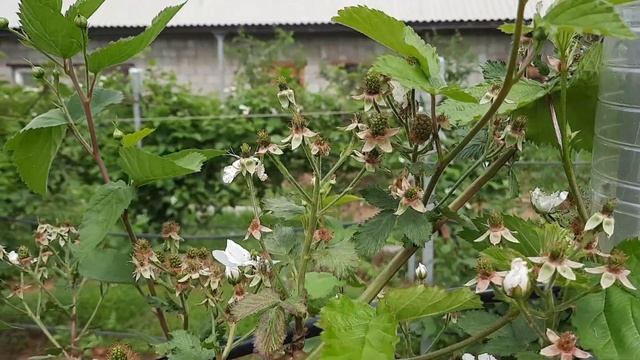 Оленка мохнатая - опасный вредитель смотреть онлайн