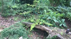 22.08.25 Хвойный Сад Надежды. Ч1