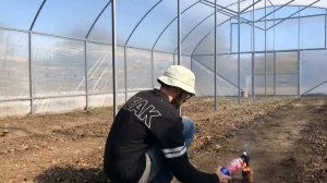 Лечим почву от столбура, работаем фитоспорином и каки?