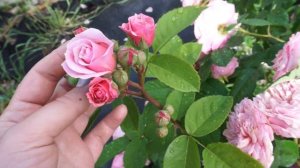 ЦВЕТЕНИЕ РОЗ С НАЗВАНИЯМИ HD