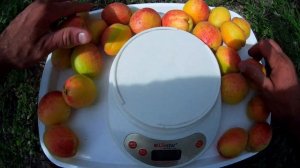 АБРИКОС СИРЕНА