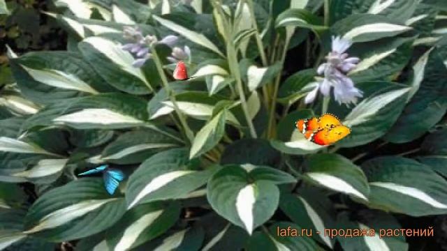 Хоста гибридная Риски Бизнес (hosta riski-biznes) 🌿 обзор: как смотреть онлайн