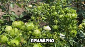 «Принцесса Мидори». Спрей Роза японской  селекции , не?