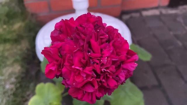 Ирида Капля Черники смотреть онлайн