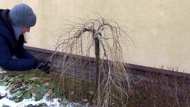 Как обрезать гортензию Сандей Фрайз / лиственницу пен? смотреть онлайн