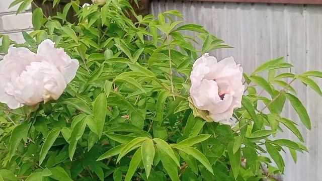 РОЗОВОЕ ЧУДО. 14.05.25Г. смотреть онлайн