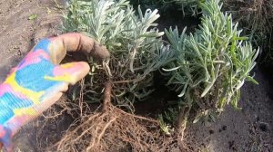 как сажать лаванду окс